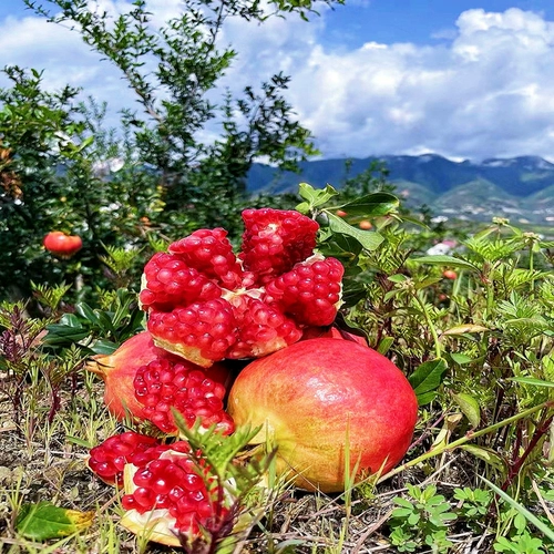 阳洋家 Гидратация красного граната 500 м увлажнение по уходу