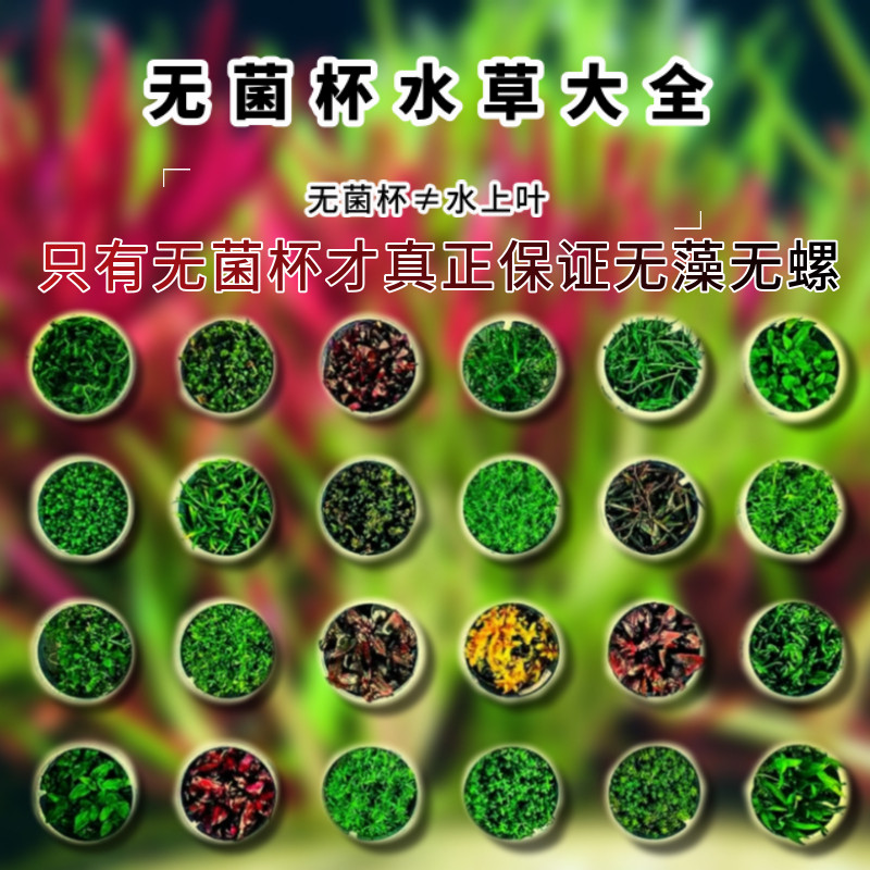 Sterile new player hydroponic mini water banyan water grass White Banyan Flamingo climbing dwarf pearl cow hair ear digging grass
