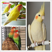 Tiger skin Parrot Bird live bird food talking hand-raised Xuanfeng pet bird live Parrot Cloud spot small baby bird cage