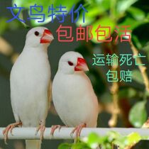 Send bird food) ornamental birds young gray pearls breeding white birds hands playing birds live pair of pearls