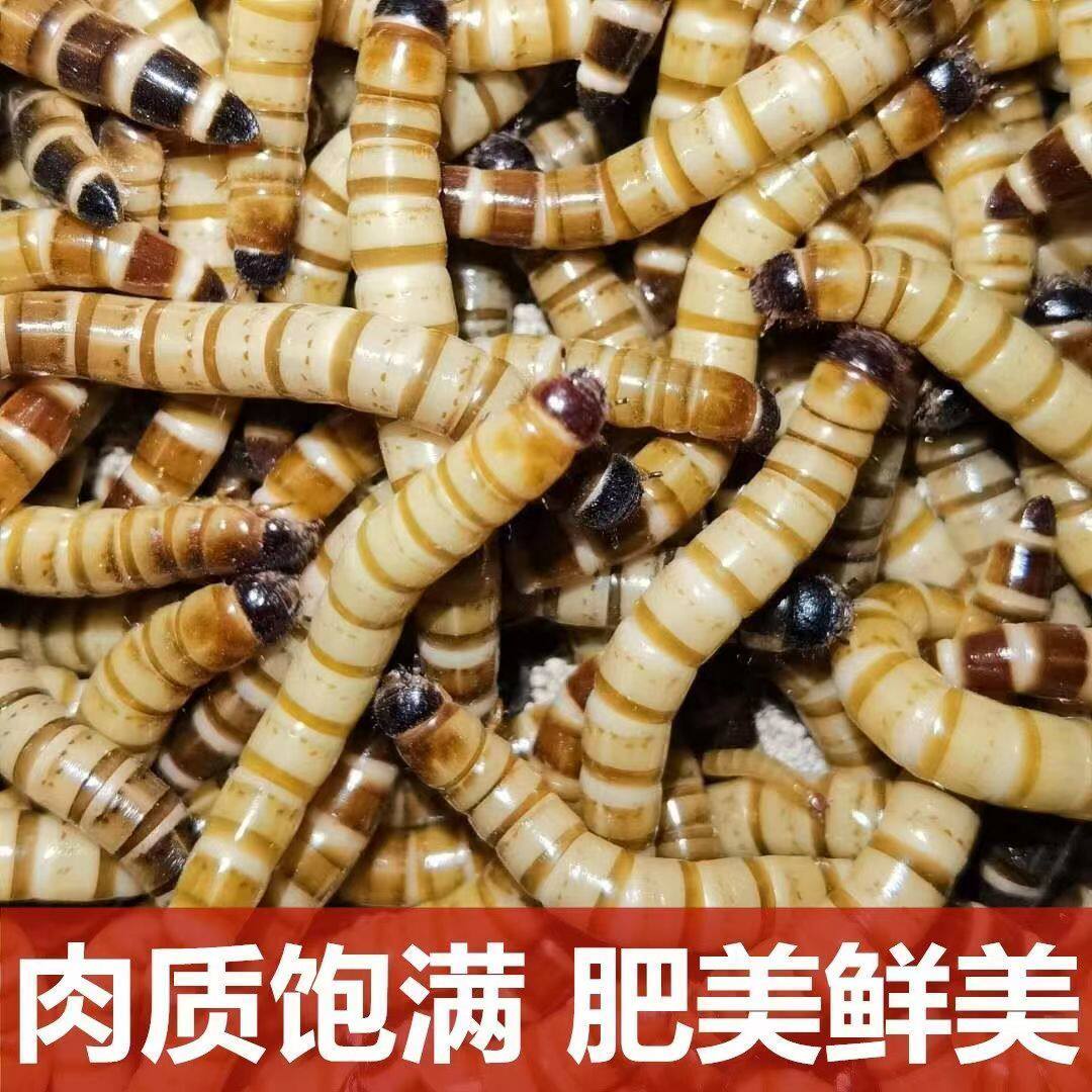雨月宝贝的LOGO