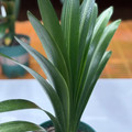 碧雅轩花卉绿植店