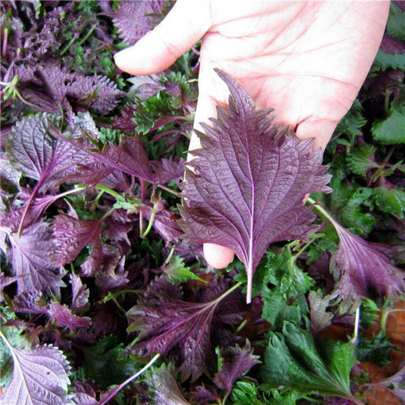 Authentic wild dried perilla leaf brew tea roasted fish shrimp crab to fishy edible dried perilla hotel ingredients