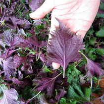 In the season authentic wild dried perilla leaves tea robed fish shrimp crabs and dried dried perilla hotel ingredients