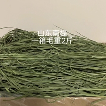 In 2022 the new Shandong drying South Ti Timoxi Rabbit Dragon Cat Dutch pig pig