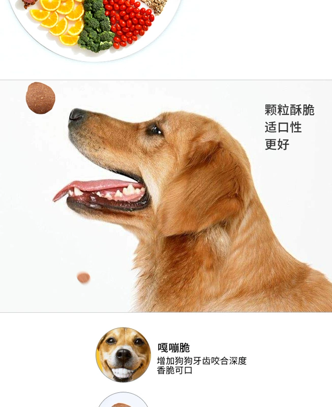 Chăn nuôi Đức lưng đen chó sói chó Dubin chó con chó trưởng thành chó đặc biệt thức ăn cho chó bổ sung canxi vỗ béo thức ăn cho chó 20kg40 kg - Chó Staples