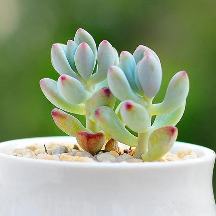 8種愛徒長的多肉 陽臺黨室內黨入手謹慎 淘寶海外