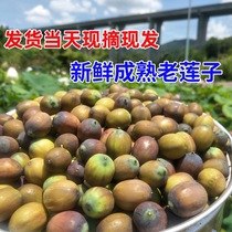4 pounds of mature old lotus seeds cut open for delivery cooked rice and glutinous rice freshly picked in Guangchang Jiangxi and brown in sauce.