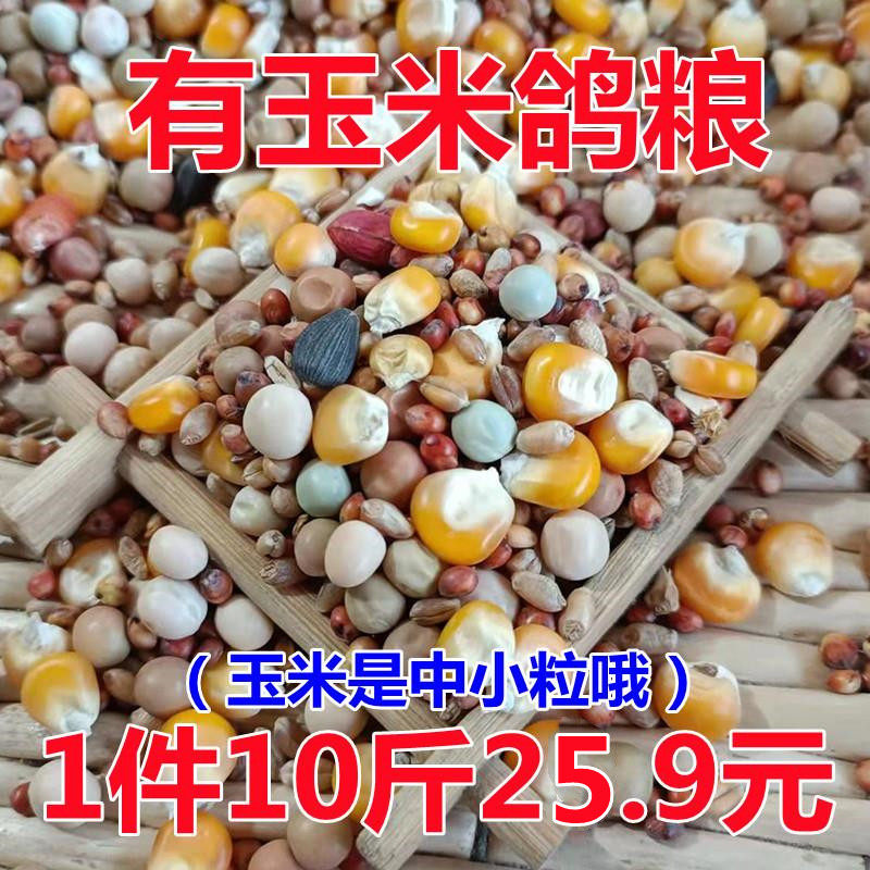 10 pounds of pigeon grain has corn pigeon grain and feed bird feed food to watch pigeon pigeon pigeon daily grain