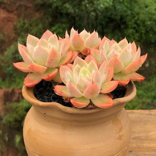 № 3 Ссылки полны 19,9 БЕСПЛАТНАЯ ДОСТАВКА БУТИКА СОКОКОВАНСКА