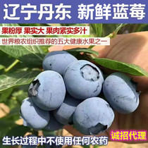 1 catty SF Dandong fresh blueberries Blueberries fresh fruit Land Blueberries Big Blueberries Blueberry jam