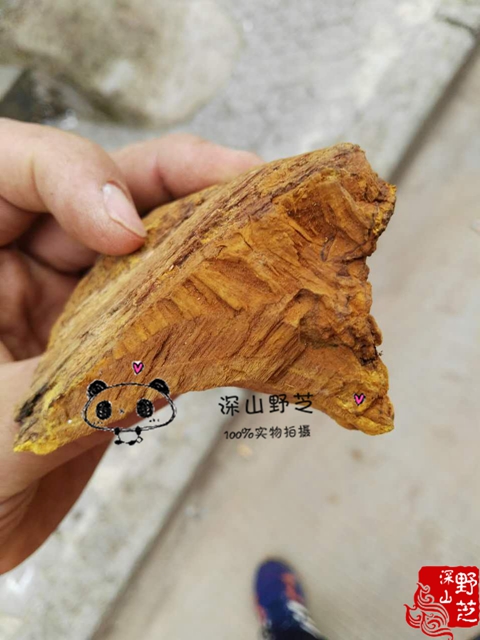 Wild Mulberry Phellinus 500g Tibet Mulberry Phellinus Pure Wild Guaranteed Free Slice Powder