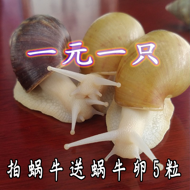 White jade snail living pet snail giant pearl snail dormitory snail cow watching kindergarten