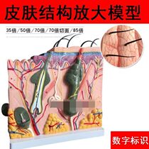 Follicle teaching aids stratified anatomy of human skin tissue structure amplification model three-dimensional structure layer skin Management