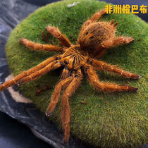 African orange bab Venezuela Rinella sun tiger beveled seigree giants Bab Costa Rican tiger tail