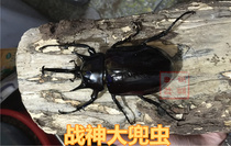 The War God Big Hood of the Airy Elephant Nanyang Yaktien Unicorn Larvae Larvae Pet Beetle Beetle Live