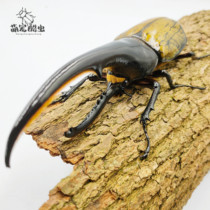 Seigleus Trident large pocket beetle larvae beetle beetle pet flower gold tortoise (DHH DHL)