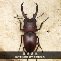 Four-point sawdust Merck beetle McClans Shovel Beetle adult Worms Artificial Breeding Pets Insect Beetle Beetle Gold Tortoise