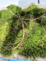 Northeastern understory ginseng fresh ginseng seeds goods Gaoniantou Laochi Dizi (soup soak in wine and dried)