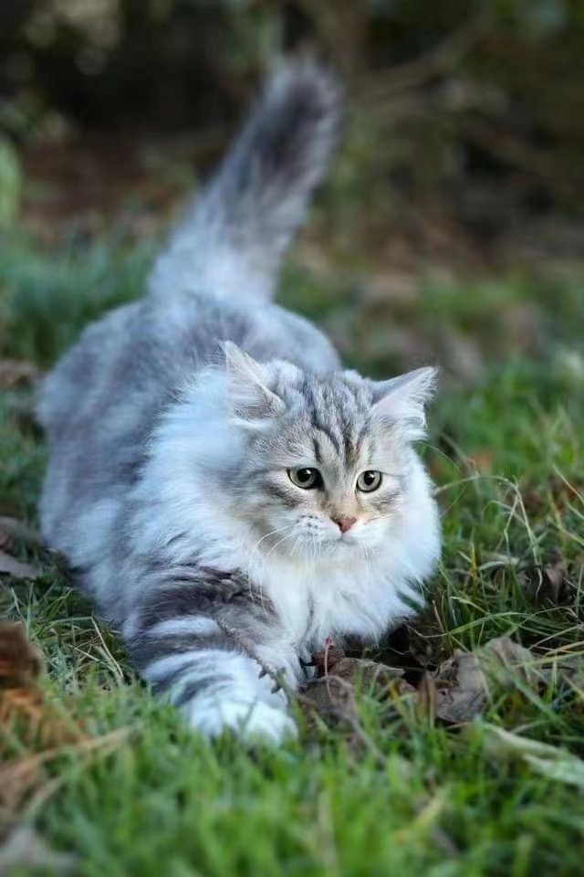 西森西伯利亚森林猫：俄罗斯贵族的双血统魅力，赛级猫咪的顶级享受
