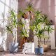 Simulated green plant Dracaena large indoor thousand-year-old wood high-end light luxury floor-standing ins style bionic plant fake tree