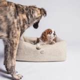 Чистая шерстяная национальная собака, кошачьи и собачьи гнезда