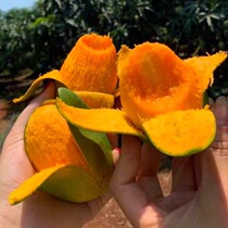 Authentic Zhanjiang Tan Dou Mango Egg Mango Gift Box Packaging 10 Jin Straight from the Orchard Picked Now