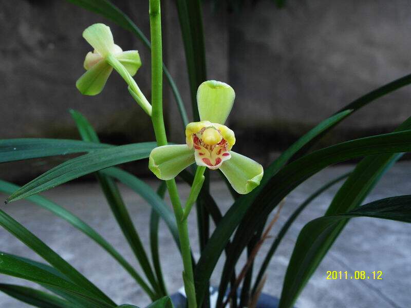 苗建兰四季兰不带花苞 一品梅 室内花卉盆景种子盆栽多肉植物