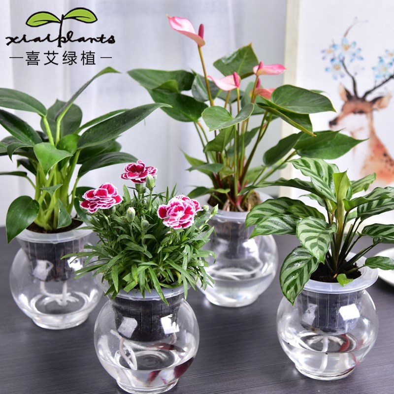 绿萝水培植物净化空气水培植物室内花卉盆栽四季种花种子卧室水养