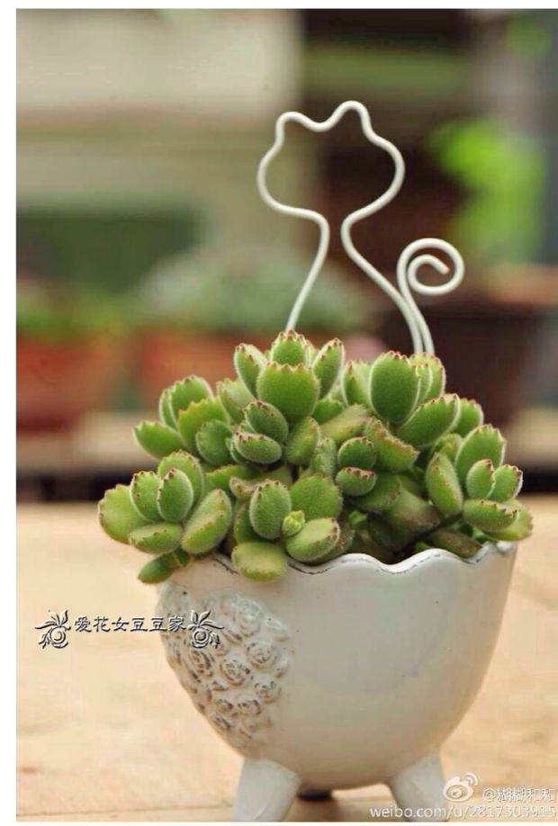 Dây chuyền tấm đen Hướng dẫn sử dụng dây nhựa bọc nhựa DIY Đồ dùng làm vườn vòi nước tưới cây