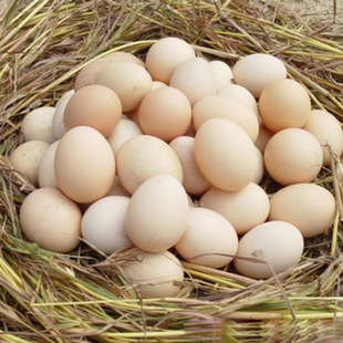 白壳鸡蛋
