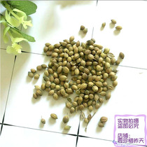 indian food spices Dhania coriander seeds