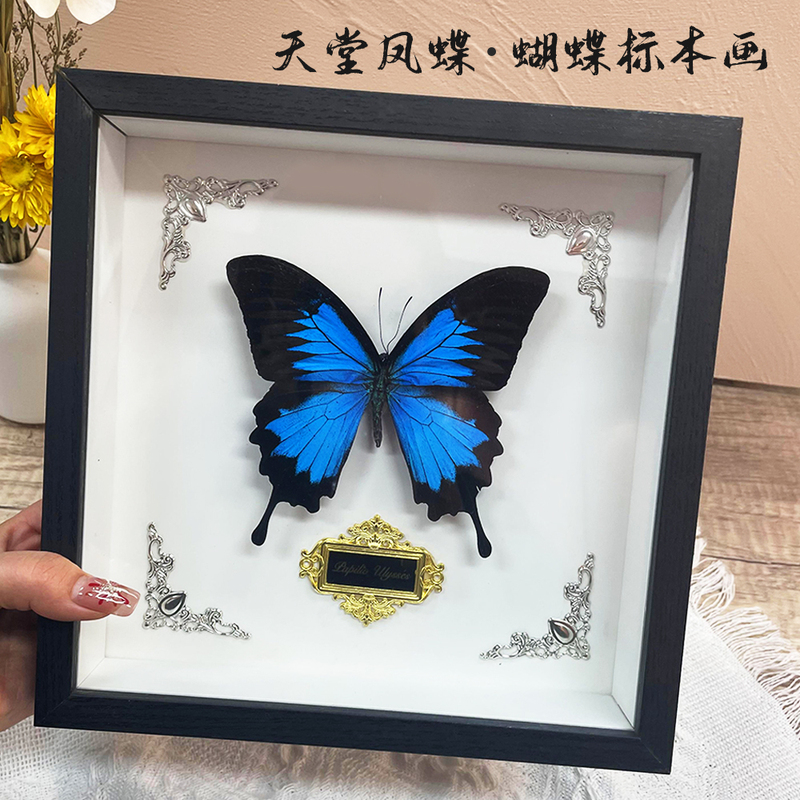 Butterfly Specimen of the Australian National Butterfly, Heroic Green Butterfly, Real Butterfly, Original Butterfly with Wings Spread in a Frame, Birthday Gift