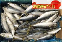 Green new aquatic products account for 20 catties of fresh frozen blue and white fish mackerel fish mackerel flower Herring Zhejiang Province