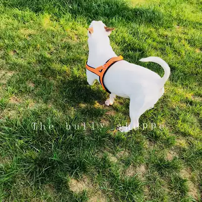 Explosion-proof punch traction chest holding baby bag Big dog traction Bull terrier Stafford Doula bra chest and back explosion-proof punch traction