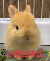Dwarf rabbit living dormitory small mini Rabbit princess rabbit panda rabbit pet living creature health package