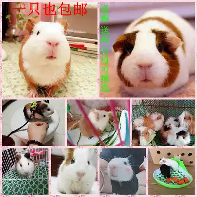 Short-reverse Dutch live adult Dutch pig pups guinea pig live Black Dolphin short-seeding pig guinea pig guinea pig pet