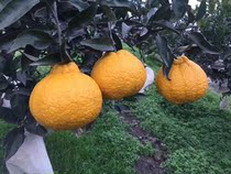 Dong Secretary Guoyuan Pujiang Lemon ugly Gan Sichuan specialty ecological planting Private custom origin delivery