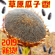Inner Mongolia grassland 2019 new stock sunflower seed original flavor 363 raw melon seeds fried goods year stock snacks