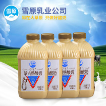 Snow Original Mongolian Flavor Cooked Yogurt 4 Barrelled Fresh Live Bacteria Fermentation Combined Loaded 1kgx4 Bucket