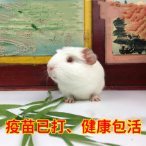 Rare pure white guinea pig guinea rat live experiment live animal guinea pig domestic health package live