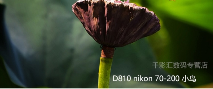 Máy ảnh kỹ thuật số Nikon / Nikon D810 full frame DSLR 24-120mm f / 4G HD được cấp phép thường xuyên - SLR kỹ thuật số chuyên nghiệp máy ảnh chuyên nghiệp