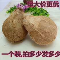 Hainan Fresh with Mao Old Coconut Tropical Fruits Coconut coconut Coconut Broccoli Old Coconut Pulp