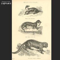 UK 1890 Épreuves à plat à plat dAntiquité Collection dart Boobiographic de lEncyclopédie de lEncyclopédie de lEncyclopédie des Wolverines Otter