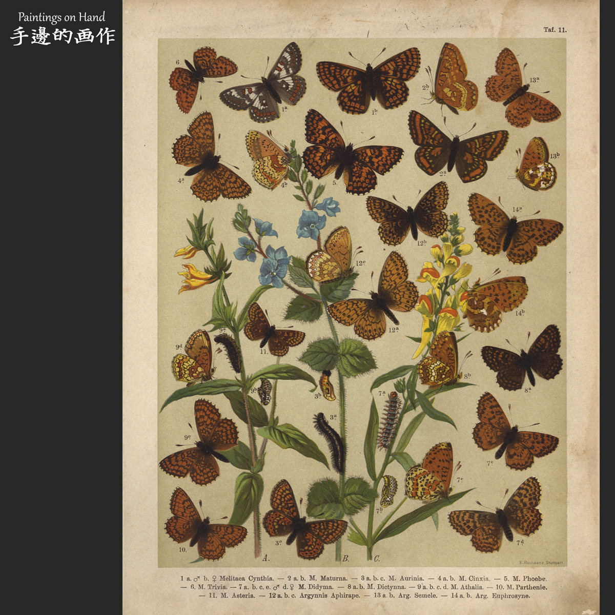 German Antiquity 1899 Antiquity lithograph prints Bothings encyclopedia Retro decoration Berger Butterfly Fig. 11-Taobao