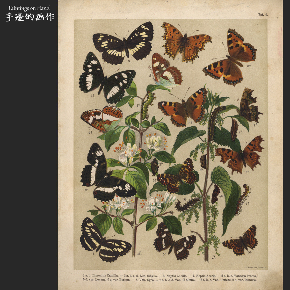 German Antiquity 1899 Antiquity lithograph prints Bothings encyclopedia Retro decoration Berger Butterfly Fig. 9-Taobao