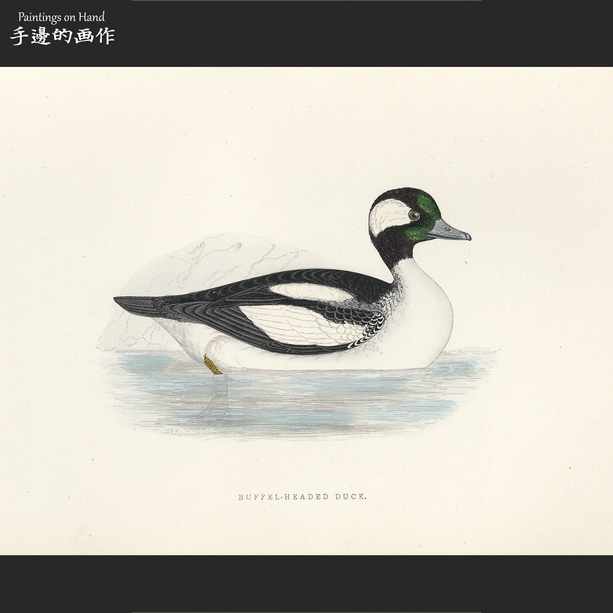 UK 1864 Antiques handmade in colour wood lettering prints Boobique information painting Great British bird bullhead duck-Taobao