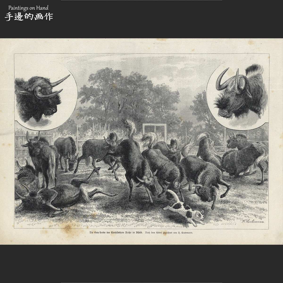 German 1894 antique woodcut prints collection of vintage painting Core Land und Meer Bull Antelope Cat-Taobao