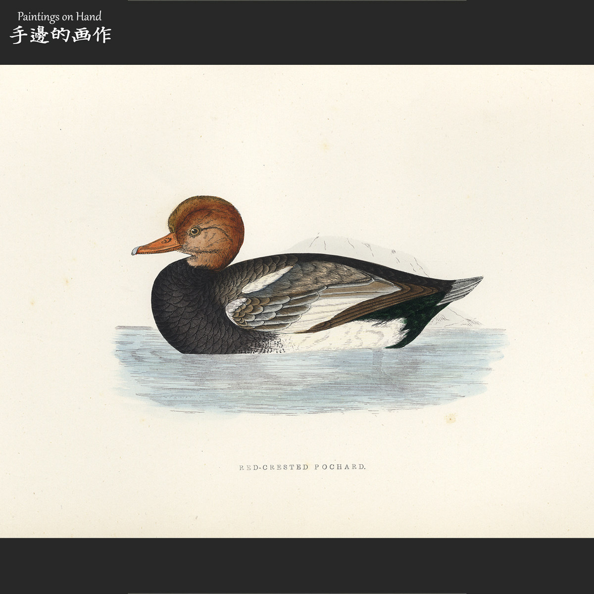 UK 1864 Antiques handmade in colour wood lettering prints Bothings data British birds Red Mouth Diving Ducks-Taobao