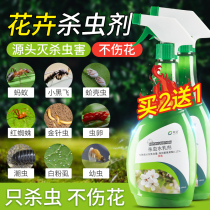 Floral Soil Insecticide Vegetal Flower Pot Aphid Plant Aphids Pythons Insect Reptiles Deinsectites To Green Plant Black Fly Potted Herbs